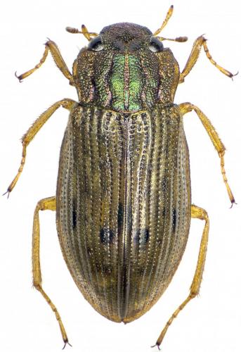 Helophorus sp.